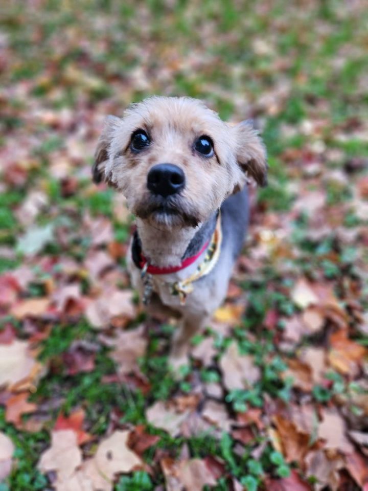 Ruby is adorable!, an adopted Yorkshire Terrier Mix in Lucknow, ON_image-6