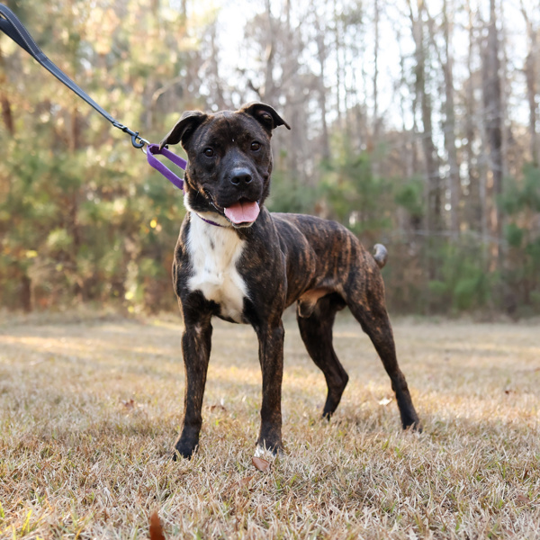 Tigger, an adoptable Terrier in Raleigh, NC, 27610 | Photo Image 1