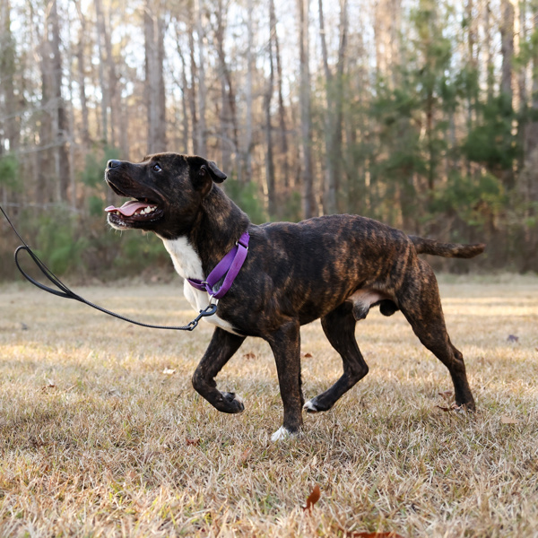 Tigger, an adoptable Terrier in Raleigh, NC, 27610 | Photo Image 2