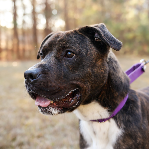 Tigger, an adoptable Terrier in Raleigh, NC, 27610 | Photo Image 3