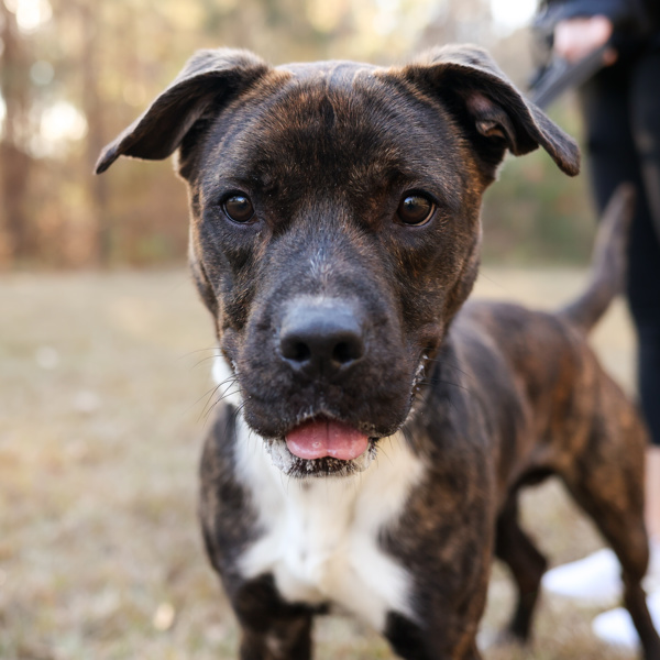 Tigger, an adoptable Terrier in Raleigh, NC, 27610 | Photo Image 4