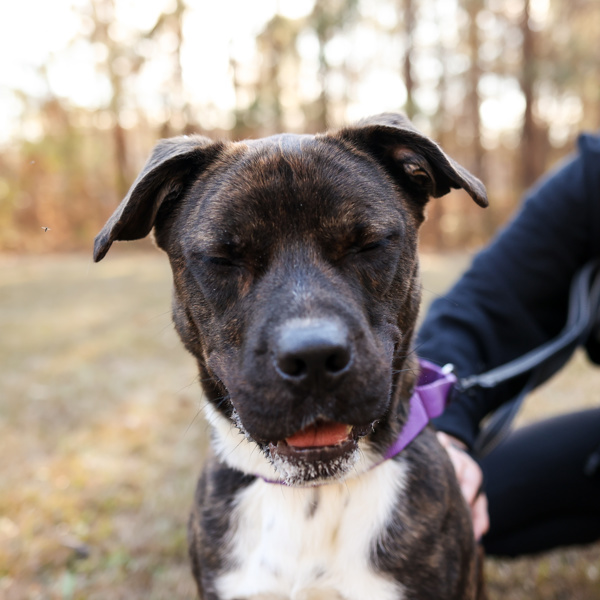 Tigger, an adoptable Terrier in Raleigh, NC, 27610 | Photo Image 5