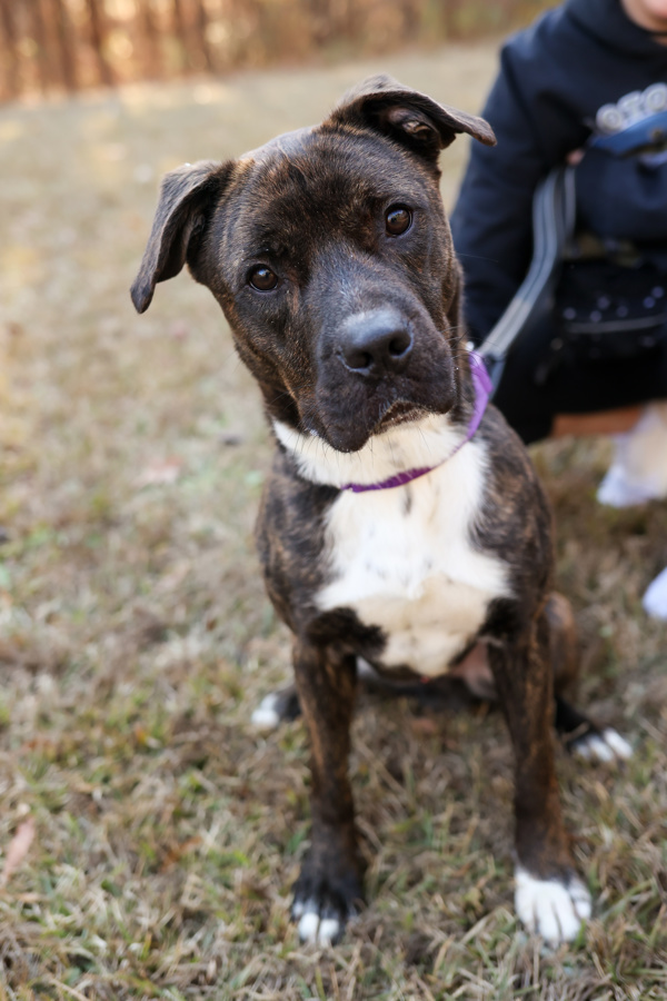 Tigger, an adoptable Terrier in Raleigh, NC, 27610 | Photo Image 6