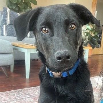 Eddy, an adoptable Border Collie, Catahoula Leopard Dog in Bend, OR, 97702 | Photo Image 1