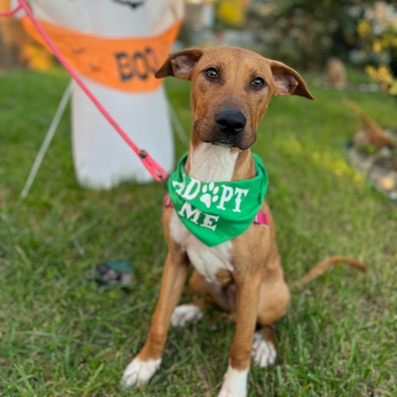 Houston, an adoptable Pit Bull Terrier in Burlington, VT, 05401 | Photo Image 1