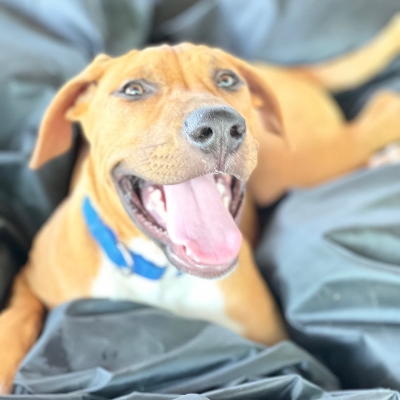 Houston, an adoptable Pit Bull Terrier in Burlington, VT, 05401 | Photo Image 6