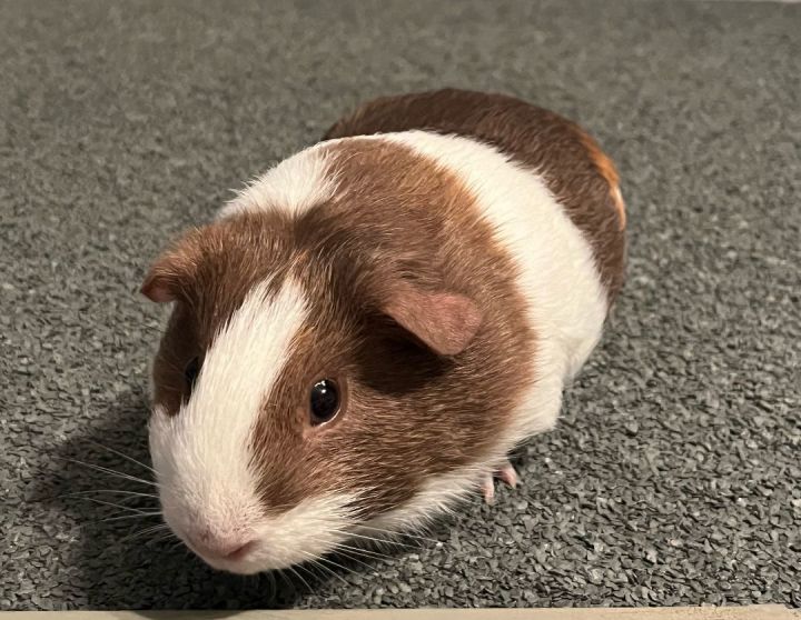 Where to buy hot sale female guinea pigs