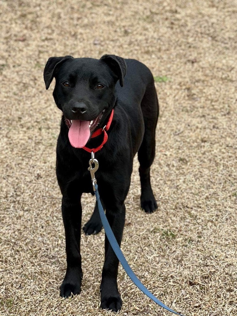 Dog for adoption - Anna, a Labrador Retriever & Hound Mix in Darlington ...