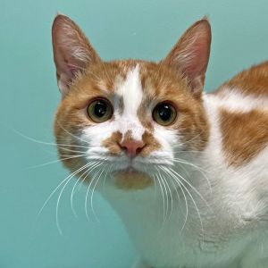 Cat for adoption - Graham Ashcraft, a Domestic Short Hair in