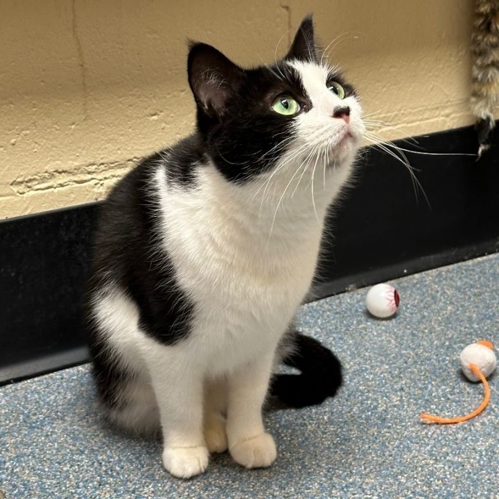 3 legged store cat for adoption