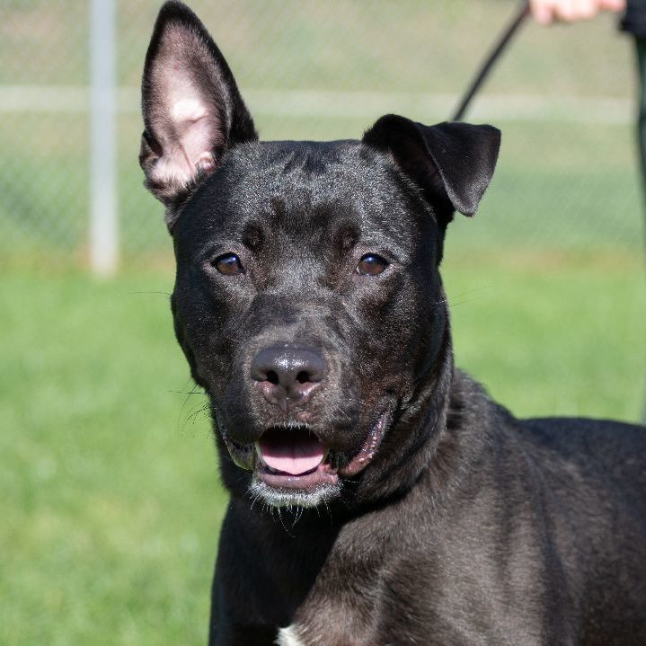 Pitbull terrier discount shepherd mix