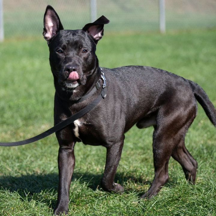 Bull terrier hot sale shepherd mix