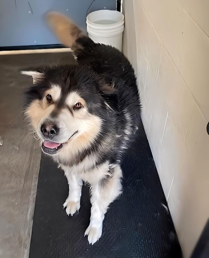 Malamute hot sale chow mix