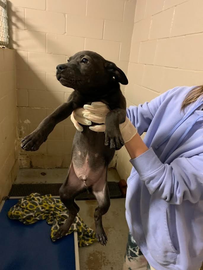 McDuff, an adoptable Xoloitzcuintli / Mexican Hairless in Batesville, AR, 72501 | Photo Image 2