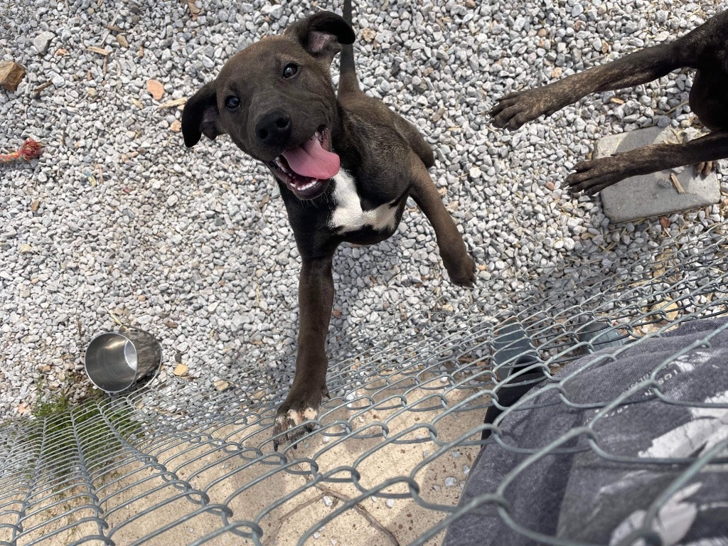 McDuff, an adoptable Xoloitzcuintli / Mexican Hairless in Batesville, AR, 72501 | Photo Image 3