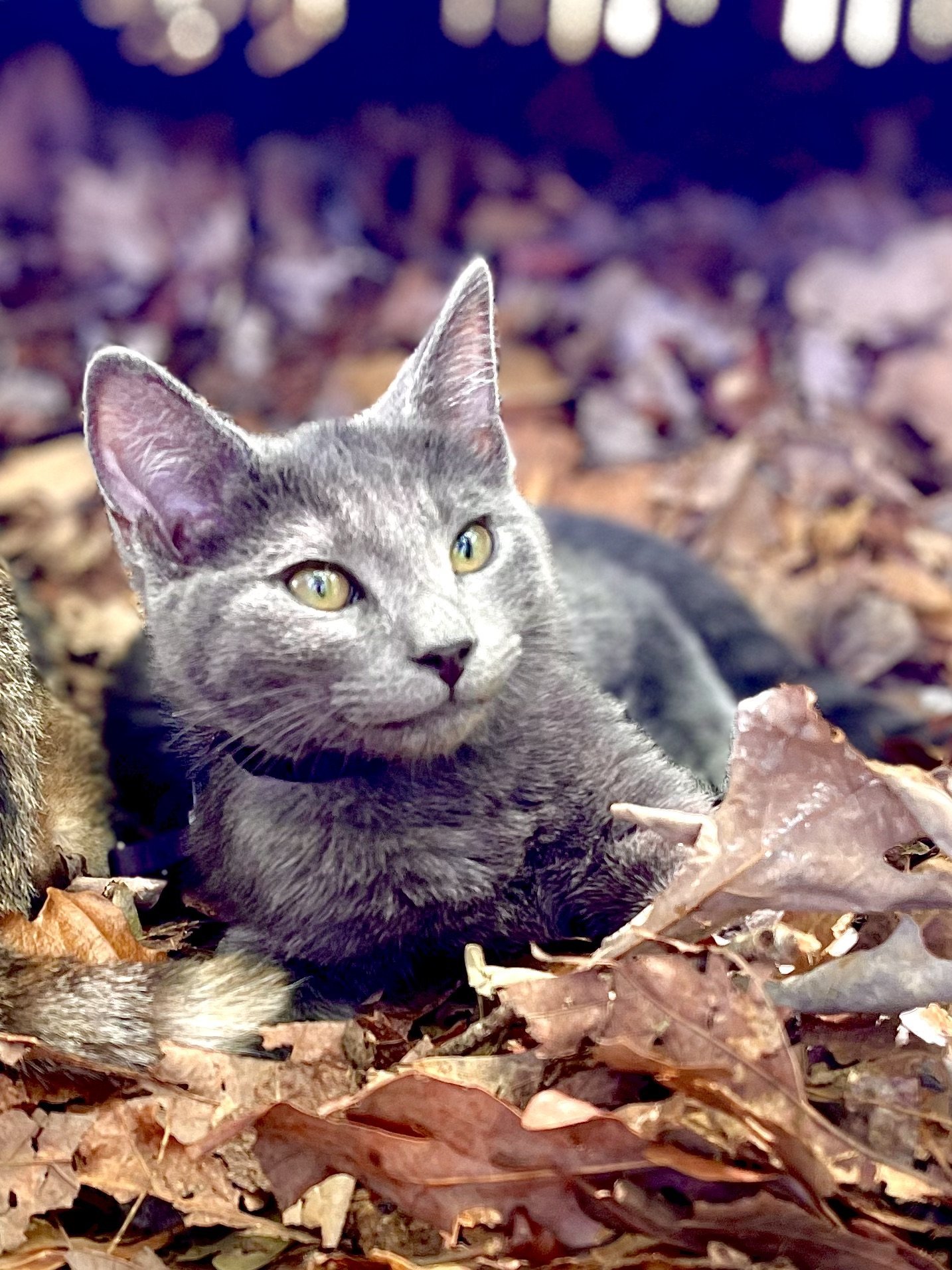 Leroy, an adoptable Domestic Short Hair in Pickens, SC, 29671 | Photo Image 1