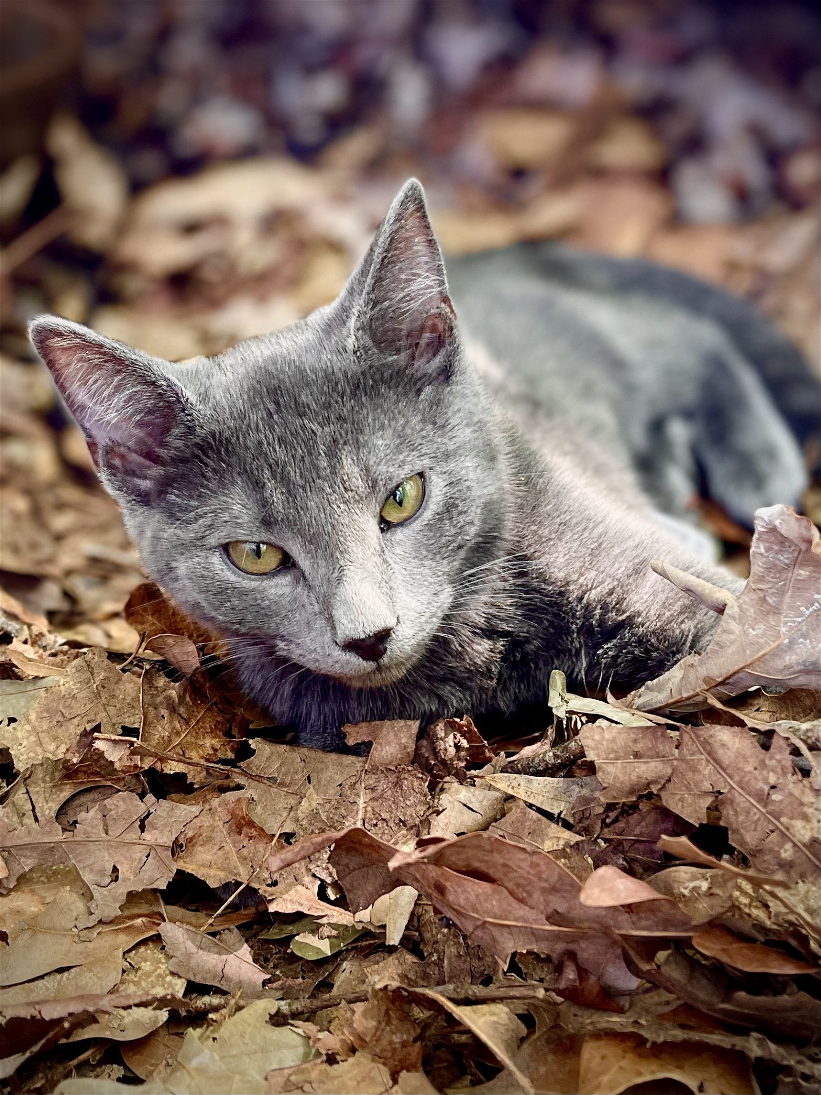 Leroy, an adoptable Domestic Short Hair in Pickens, SC, 29671 | Photo Image 2