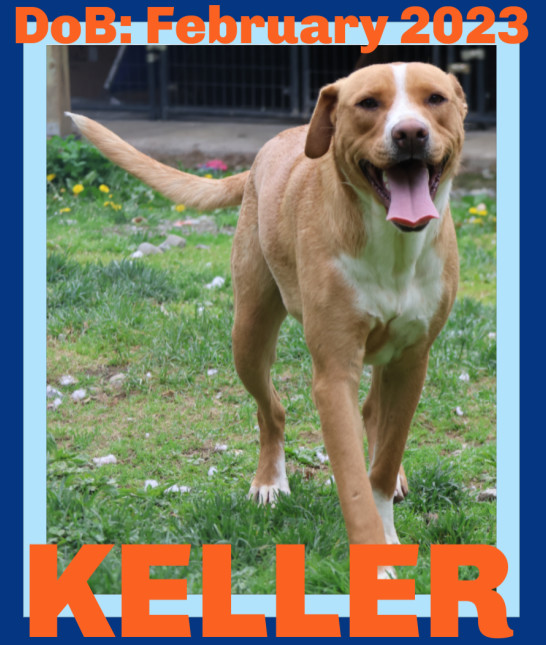KELLER - $250, an adoptable Foxhound, Hound in Sebec, ME, 04481 | Photo Image 1