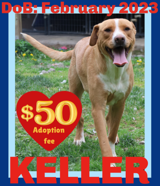 KELLER - $50, an adoptable Hound, Labrador Retriever in Sebec, ME, 04481 | Photo Image 1