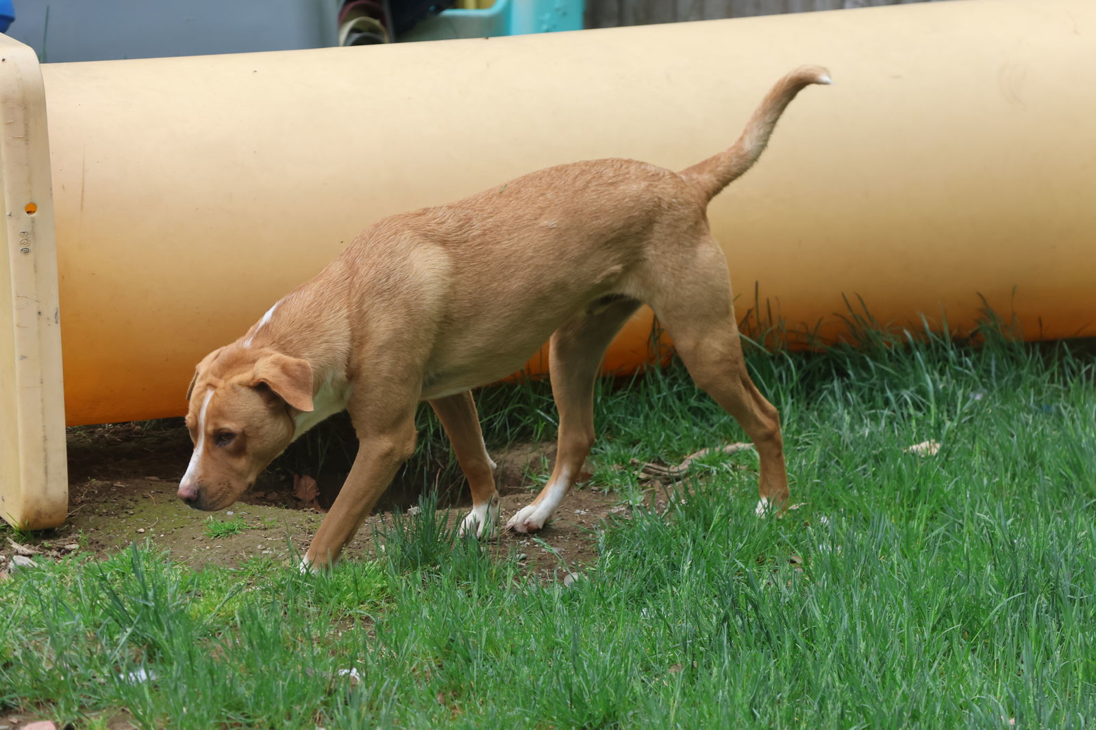 KELLER - $50, an adoptable Hound, Labrador Retriever in Sebec, ME, 04481 | Photo Image 2