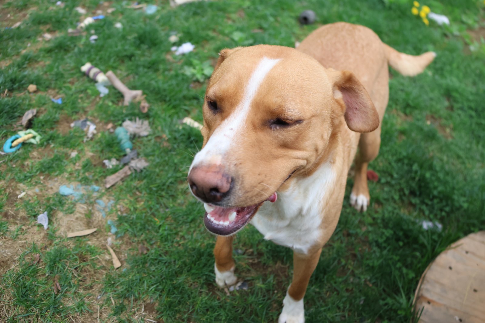 KELLER - $250, an adoptable Labrador Retriever, Hound in Sebec, ME, 04481 | Photo Image 3
