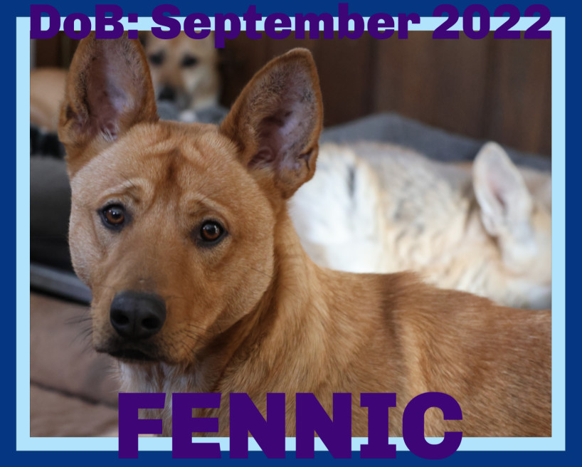 FENNIC - $250, an adoptable Australian Cattle Dog / Blue Heeler, German Shepherd Dog in Sebec, ME, 04481 | Photo Image 1