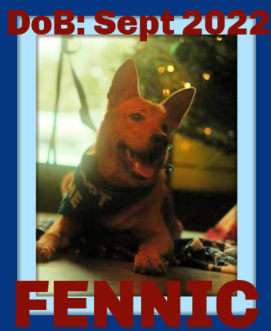 FENNIC - $250, an adoptable Australian Cattle Dog / Blue Heeler, German Shepherd Dog in Sebec, ME, 04481 | Photo Image 3