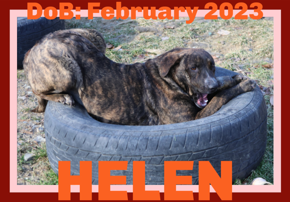 HELEN - $250, an adoptable Labrador Retriever, Plott Hound in Sebec, ME, 04481 | Photo Image 2