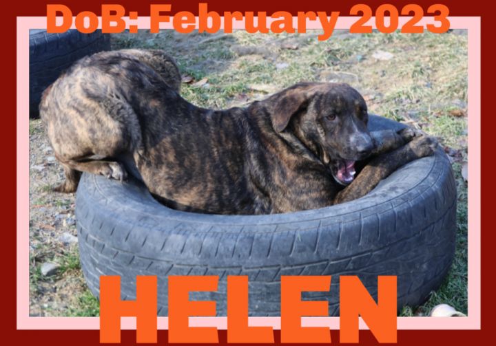 HELEN - $250 2