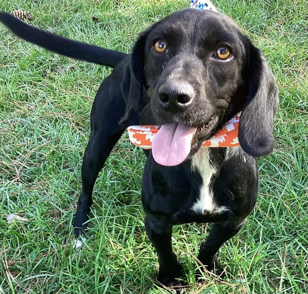 Dog for adoption - General, a Boykin Spaniel & Beagle Mix in ...