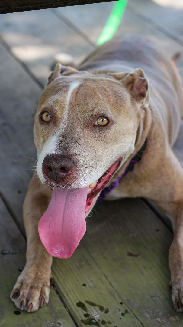 Dog for adoption Cocoa an American Staffordshire Terrier Mix in