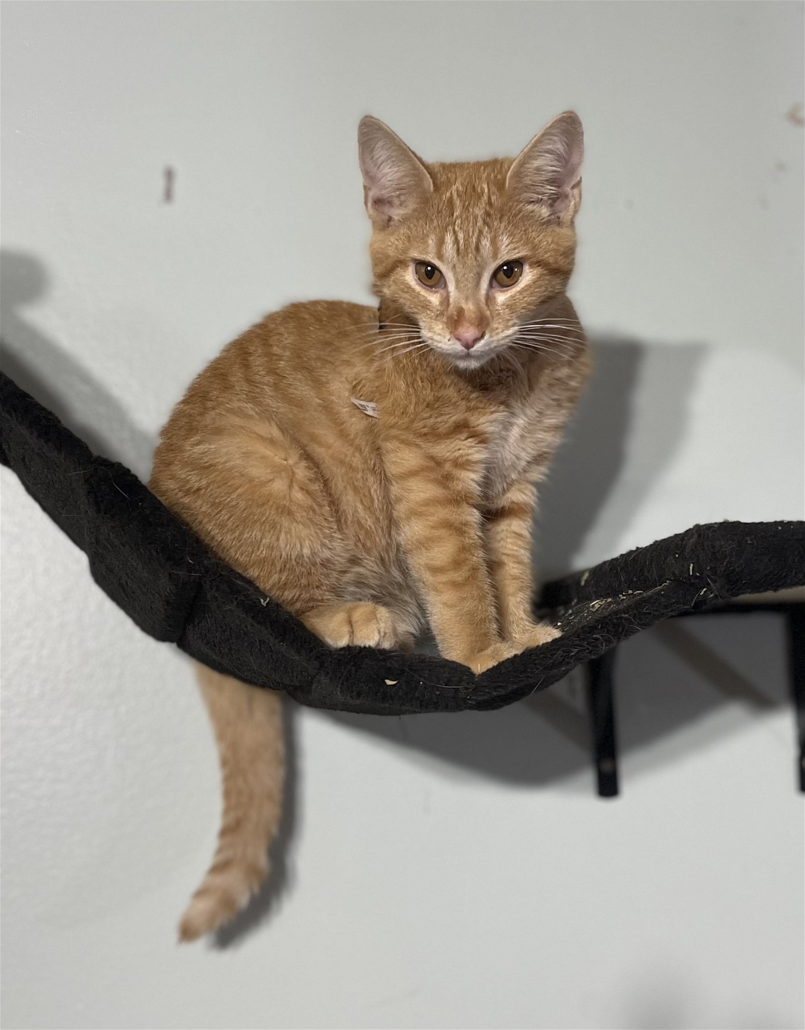 Butch, an adoptable Domestic Short Hair in Pickens, SC, 29671 | Photo Image 2