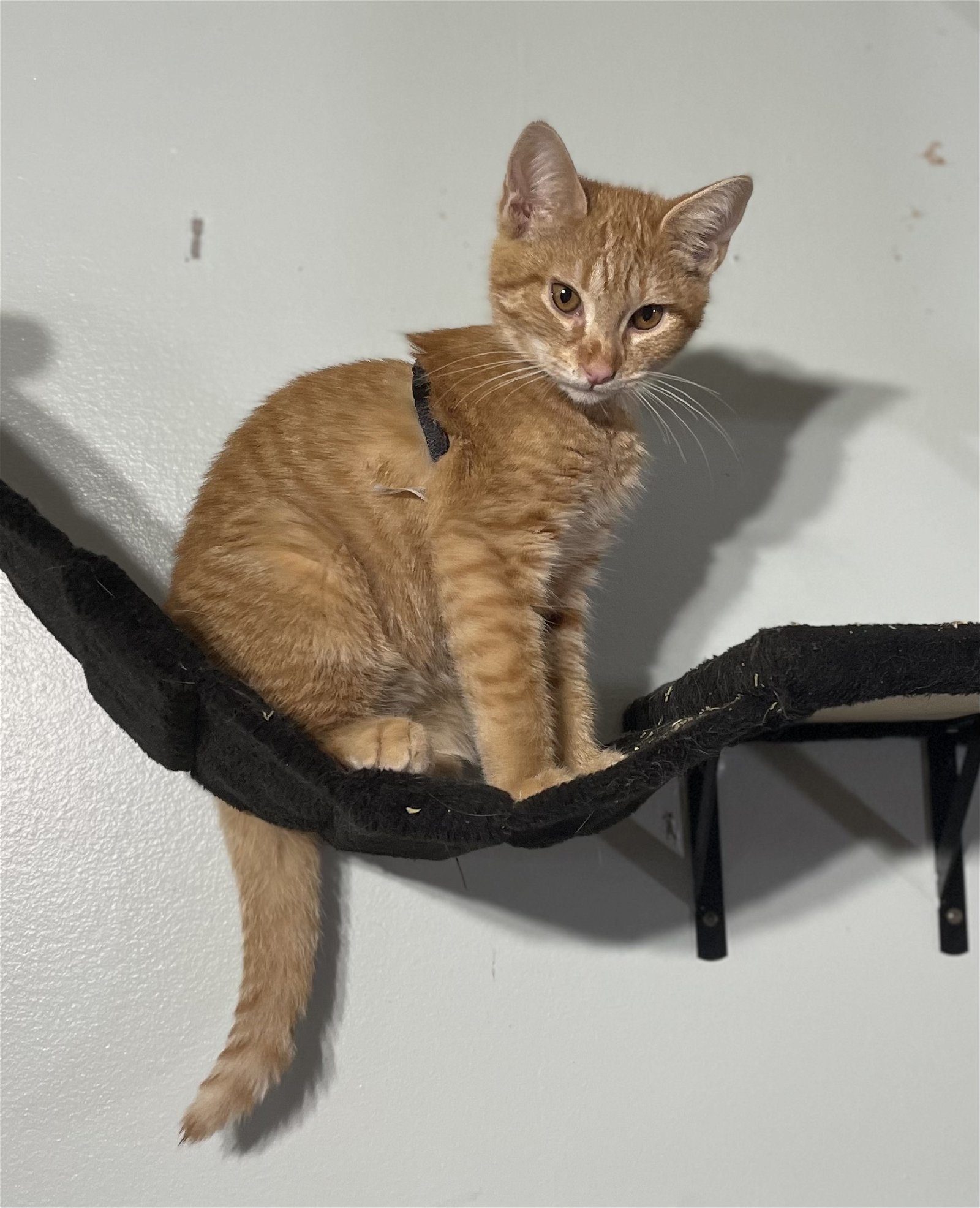 Butch, an adoptable Domestic Short Hair in Pickens, SC, 29671 | Photo Image 3