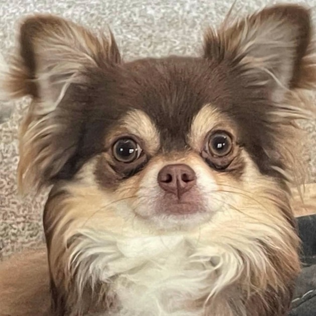 Long hair best sale chihuahua adoption