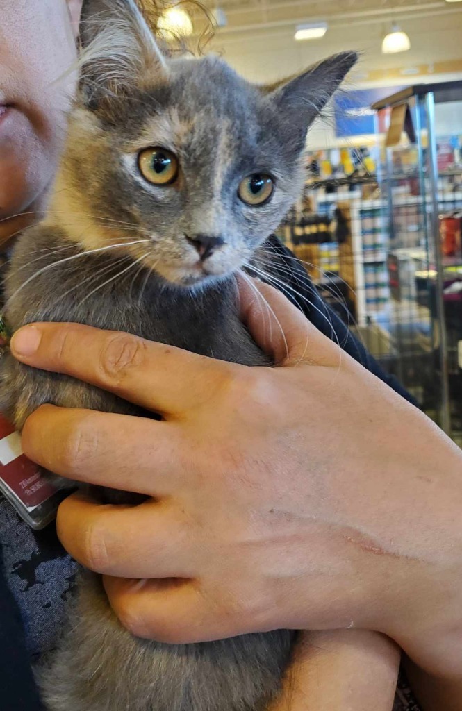 Dos, an adoptable Domestic Medium Hair in Hagaman, NY, 12086 | Photo Image 3