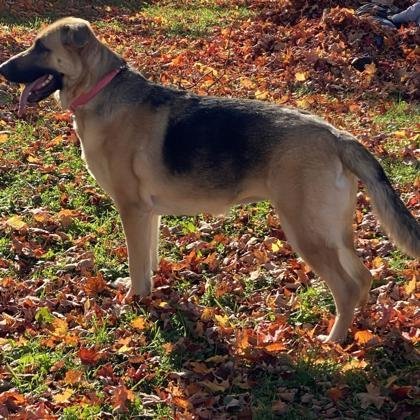 Remi, an adoptable German Shepherd Dog in Gwinn, MI, 49841 | Photo Image 3