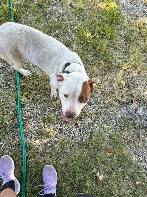 Milo, an adoptable Pit Bull Terrier in Manhattan, KS_image-3
