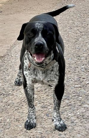 German shorthaired pointer catahoula hot sale mix