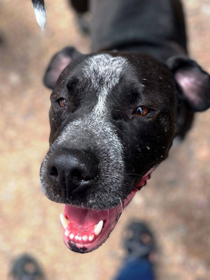 Fashion german shorthair pitbull mix