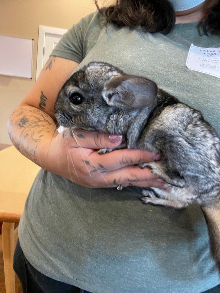 Petfinder chinchilla hot sale