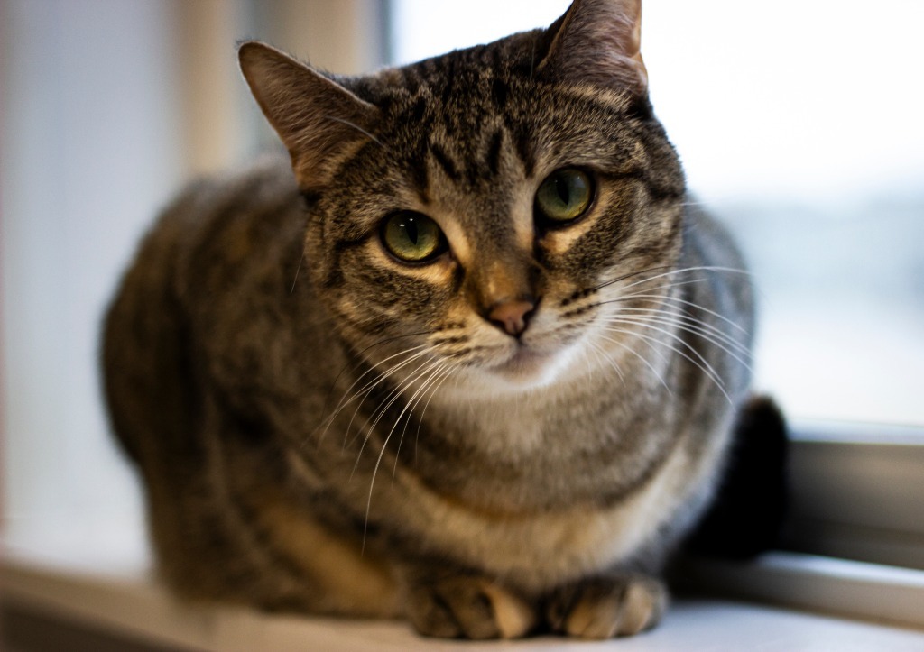 Willow, an adoptable Domestic Short Hair in Prairie du Chien, WI, 53821 | Photo Image 1