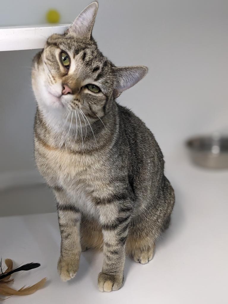 Willow, an adoptable Domestic Short Hair in Prairie du Chien, WI, 53821 | Photo Image 3