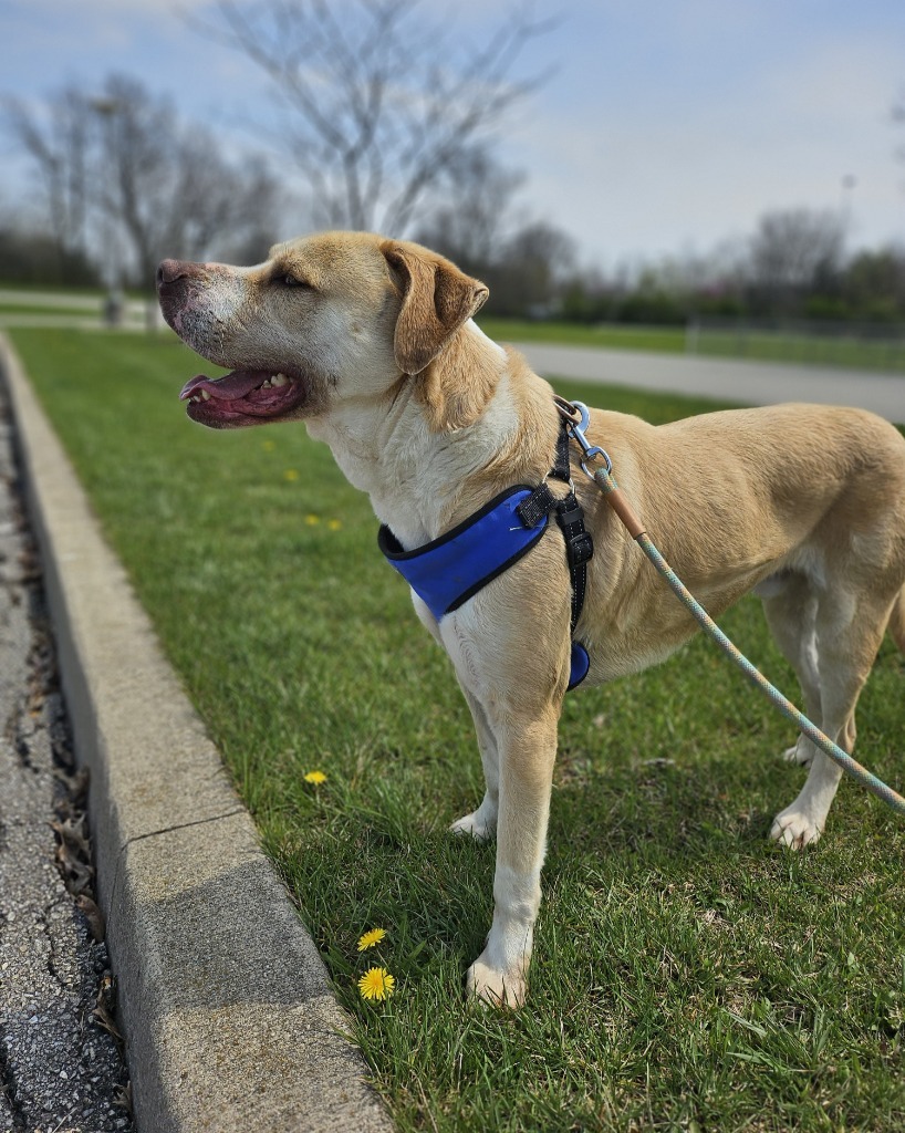 Scooby, an adoptable Pit Bull Terrier in Portland, IN, 47371 | Photo Image 1