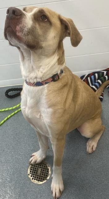 Scooby, an adoptable Pit Bull Terrier in Portland, IN, 47371 | Photo Image 2