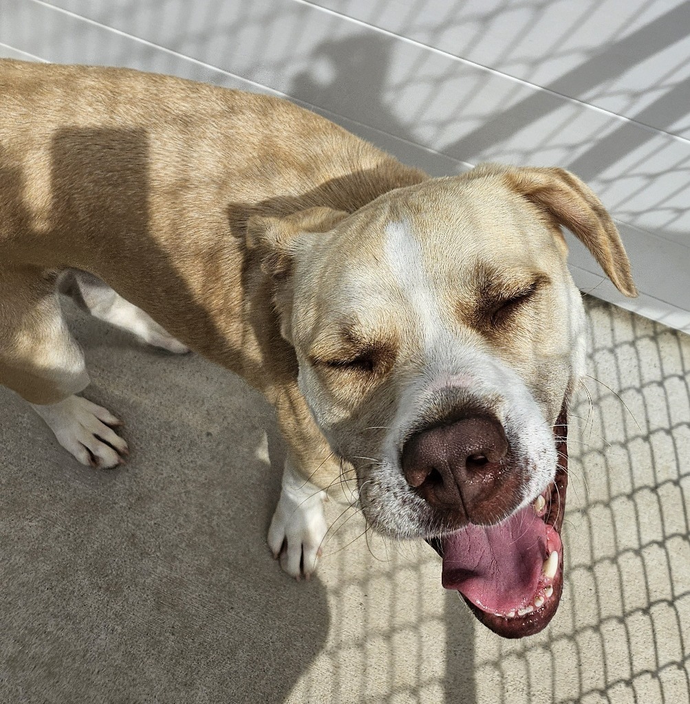 Scooby, an adoptable Pit Bull Terrier in Portland, IN, 47371 | Photo Image 3