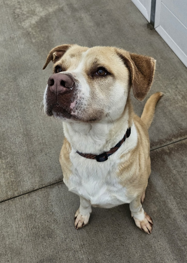 Scooby, an adoptable Pit Bull Terrier in Portland, IN, 47371 | Photo Image 4
