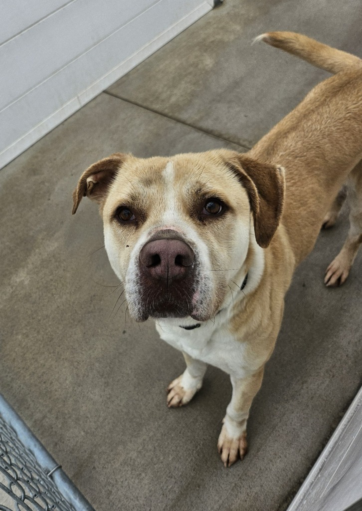 Scooby, an adoptable Pit Bull Terrier in Portland, IN, 47371 | Photo Image 5