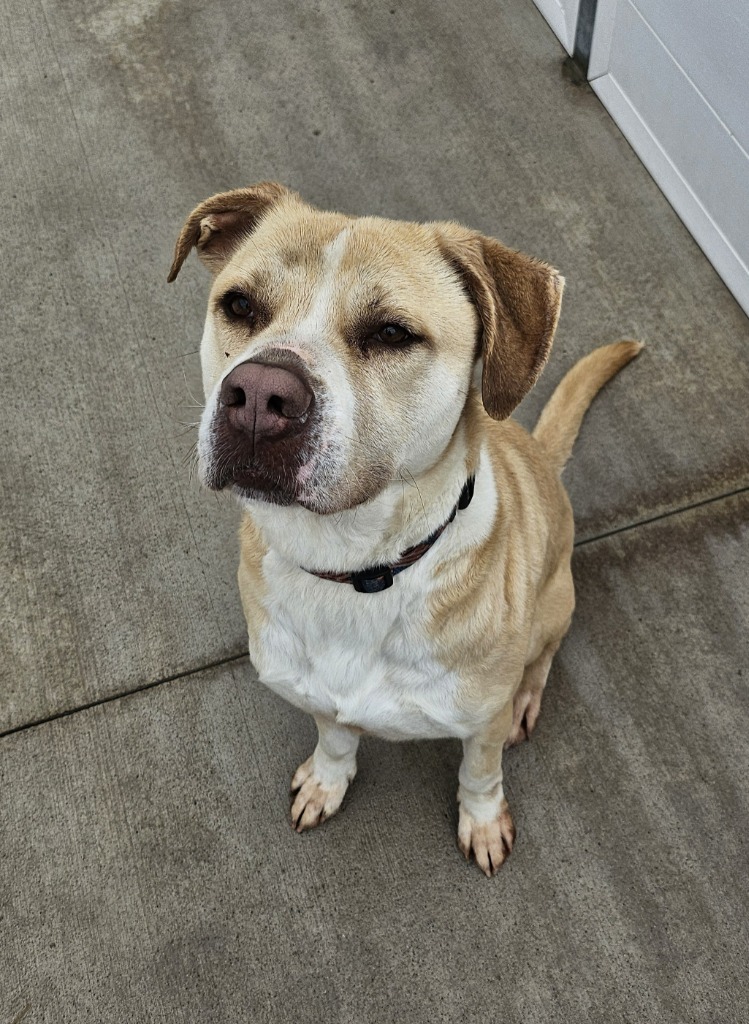 Scooby, an adoptable Pit Bull Terrier in Portland, IN, 47371 | Photo Image 6