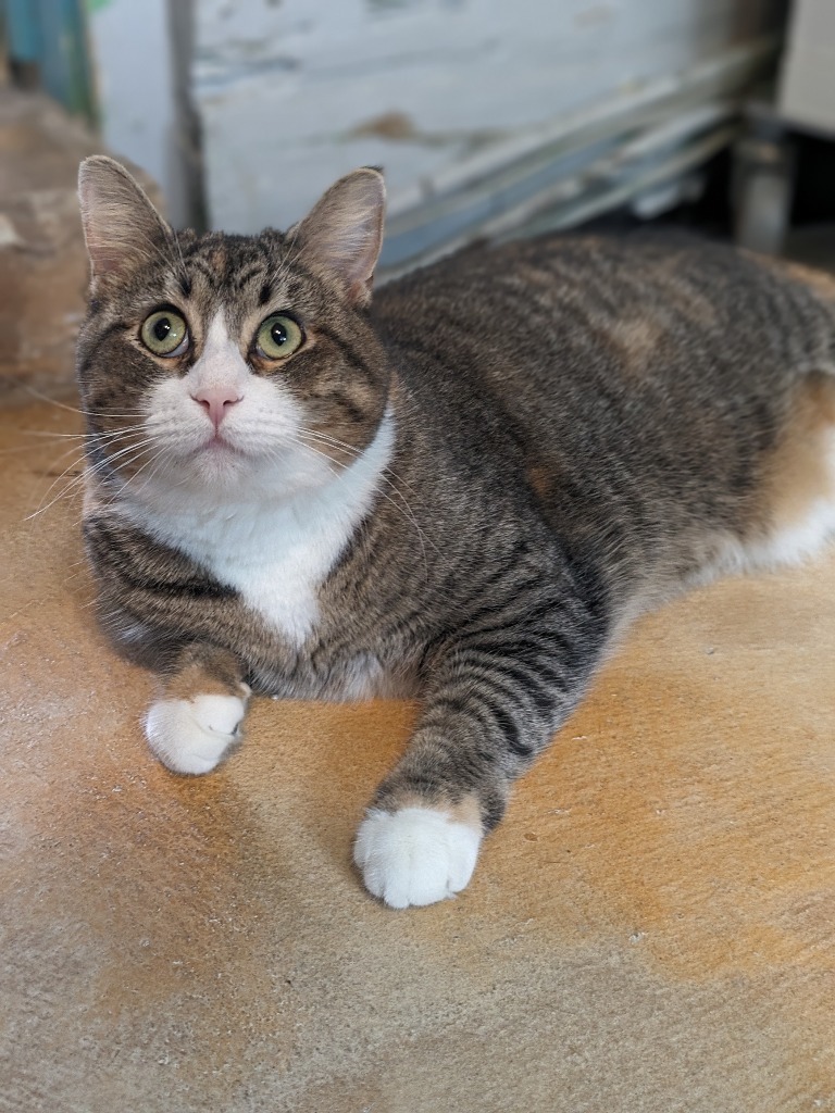 Candy, an adoptable Domestic Short Hair in Hampton, VA, 23663 | Photo Image 1