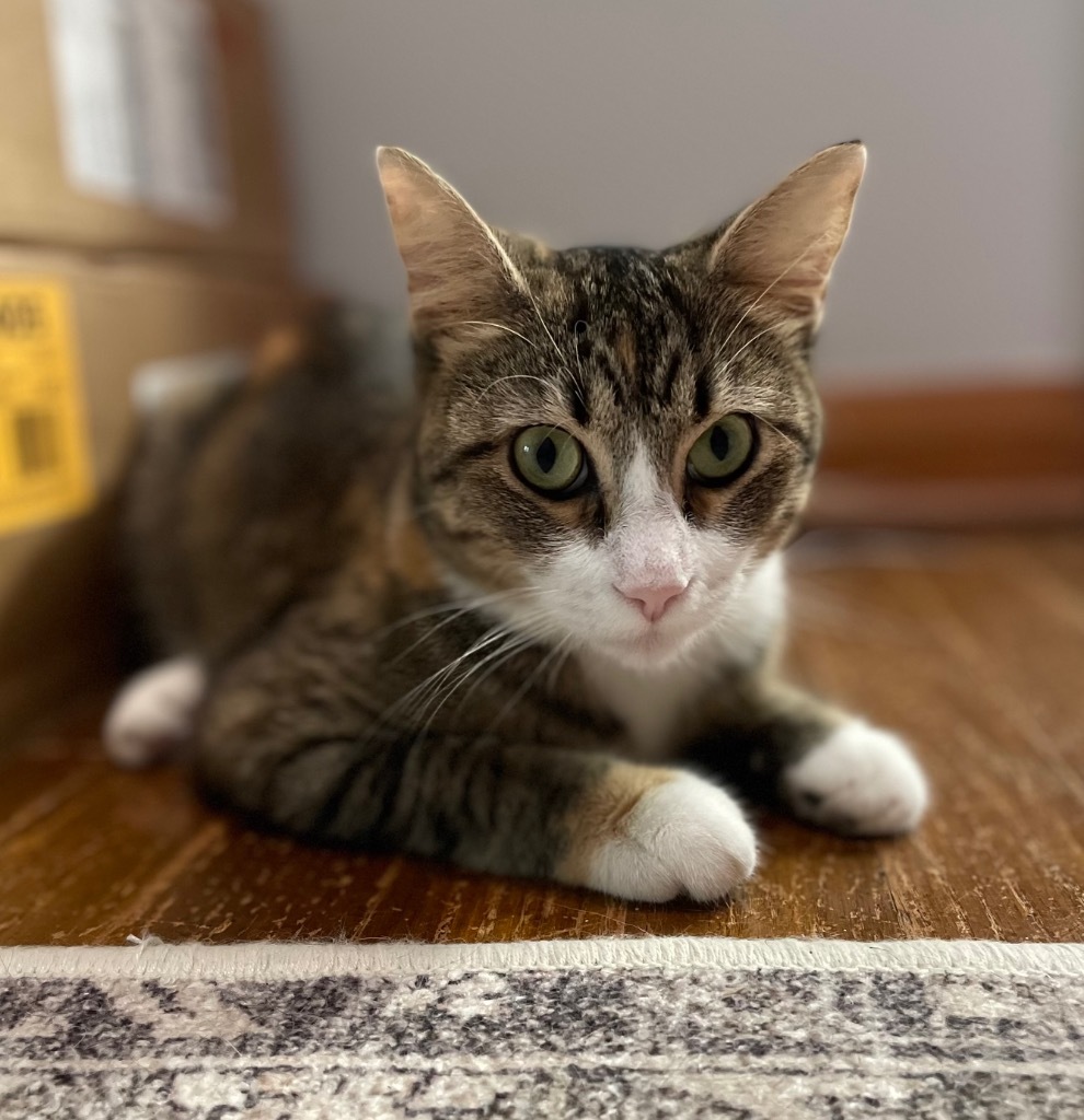 Candy, an adoptable Domestic Short Hair in Hampton, VA, 23663 | Photo Image 2